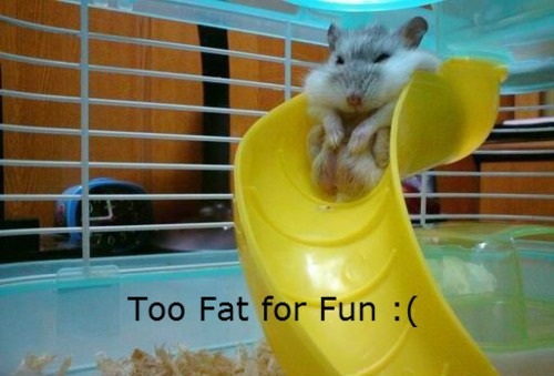 Fat Hamster